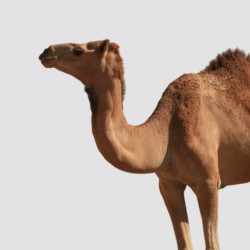 ربع حاشي