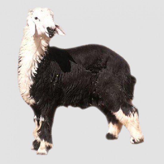 نجدي