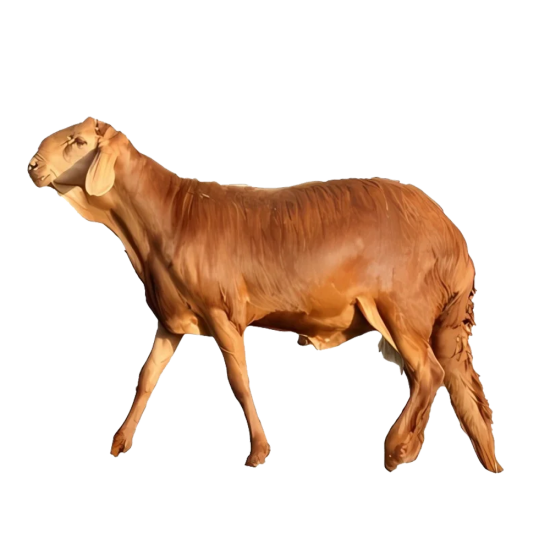 سواكني